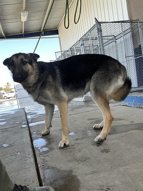 Shelter Stray Female Dog last seen Near 46 HWY, LOST HILLS CA 93249, 3951 Fruitvale Ave, Bakersfield, CA 93308, USA