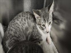 Shelter Stray Male Cat last seen , 11361 W Pico Blvd, Los Angeles, CA 90064, USA
