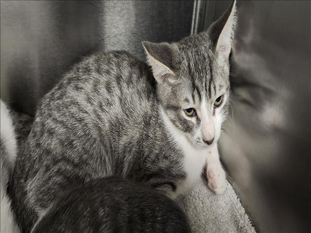 Shelter Stray Male Cat last seen , 11361 W Pico Blvd, Los Angeles, CA 90064, USA