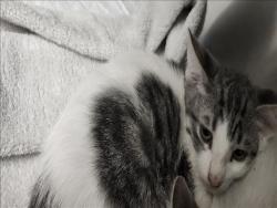 Shelter Stray Male Cat last seen , 11361 W Pico Blvd, Los Angeles, CA 90064, USA