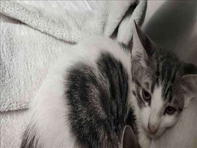 Shelter Stray Male Cat last seen , 11361 W Pico Blvd, Los Angeles, CA 90064, USA