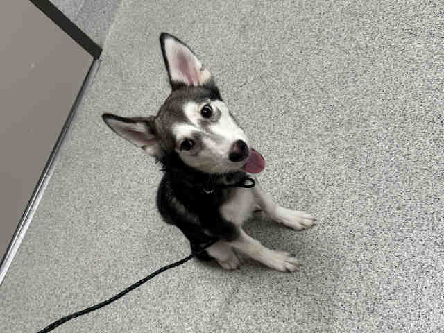 Shelter Stray Male Dog last seen , 5821 Sweetwater Rd, Bonita, CA 91902, USA