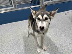 Shelter Stray Male Dog last seen , 5821 Sweetwater Rd, Bonita, CA 91902, USA