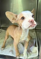 Shelter Stray Unknown Dog last seen , 4275 Elton St, Baldwin Park, CA 91706, USA