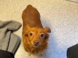 Shelter Stray Female Dog last seen E BRADLEY AVE, 5821 Sweetwater Rd, Bonita, CA 91902, USA