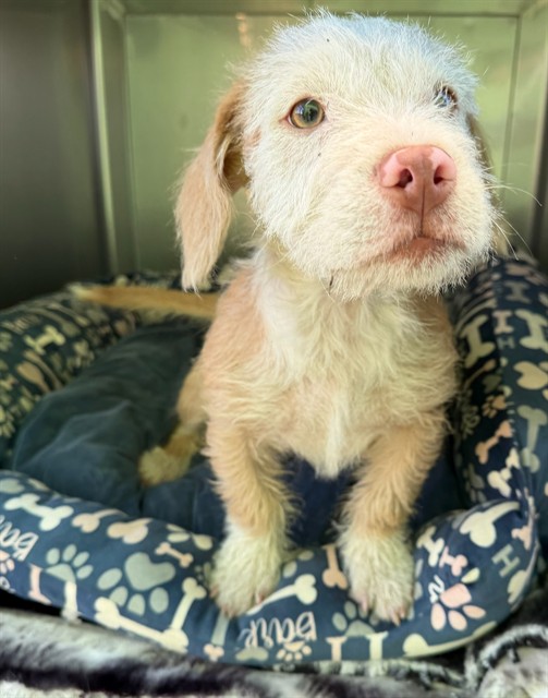 Shelter Stray Unknown Dog last seen , 4275 Elton St, Baldwin Park, CA 91706, USA