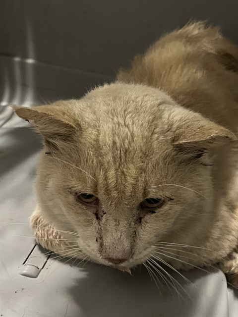 Shelter Stray Male Cat last seen LAKE UNITY NURSERY RD FRUITLAND PARK, 12280 County Rd 448, Tavares, FL 32778, USA