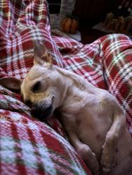 Reunited Female Dog last seen Pulaski rd, Jacksonville, FL 32218