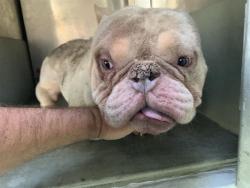 Shelter Stray Male Dog last seen JACINTO AVE & CENTER PKWY, 2127 Front St, Sacramento, CA 95818, USA