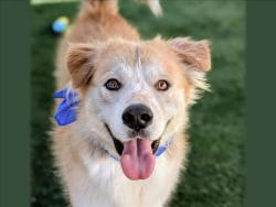 Shelter Stray Male Dog last seen , 957 N Gaffey St, San Pedro, CA 90731, USA