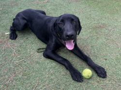 Shelter Stray Male Dog last seen , 14409 Vanowen St, Van Nuys, CA 91405, USA