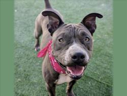 Shelter Stray Female Dog last seen , 957 N Gaffey St, San Pedro, CA 90731, USA