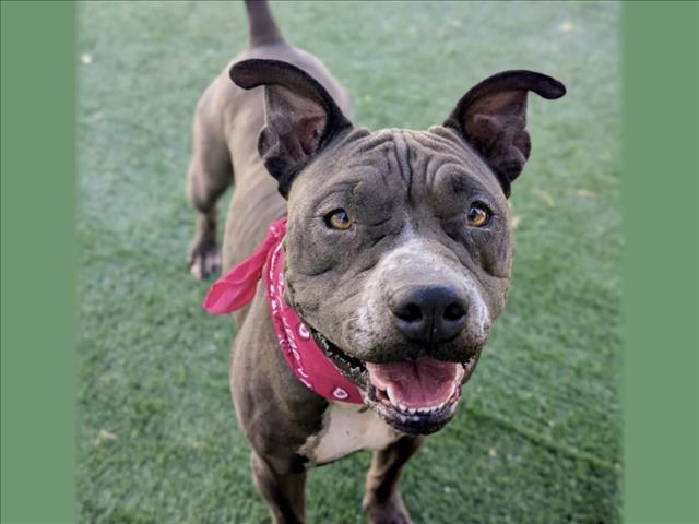 Shelter Stray Female Dog last seen , 957 N Gaffey St, San Pedro, CA 90731, USA