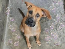Shelter Stray Female Dog last seen , 14409 Vanowen St, Van Nuys, CA 91405, USA