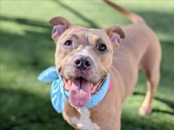 Shelter Stray Female Dog last seen , 957 N Gaffey St, San Pedro, CA 90731, USA