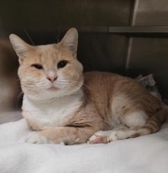 Shelter Stray Male Cat last seen , 14409 Vanowen St, Van Nuys, CA 91405, USA
