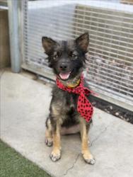 Shelter Stray Male Dog last seen , 957 N Gaffey St, San Pedro, CA 90731, USA