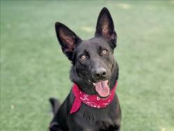 Shelter Stray Female Dog last seen , 957 N Gaffey St, San Pedro, CA 90731, USA