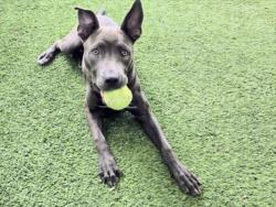 Shelter Stray Female Dog last seen , 14409 Vanowen St, Van Nuys, CA 91405, USA