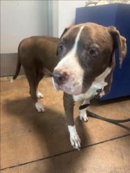 Shelter Stray Male Dog last seen , 14409 Vanowen St, Van Nuys, CA 91405, USA
