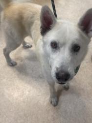 Shelter Stray Male Dog last seen , 957 N Gaffey St, San Pedro, CA 90731, USA