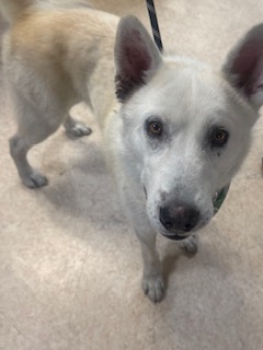 Shelter Stray Male Dog last seen , 957 N Gaffey St, San Pedro, CA 90731, USA