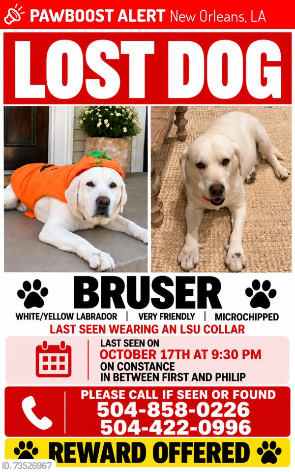Lost Male Dog last seen First Street and Philip Street, New Orleans, LA 70130