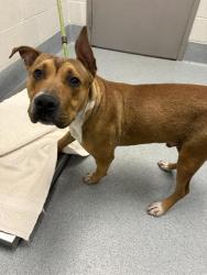 Shelter Stray Male Dog last seen Near, 5001 E Raymond St, Indianapolis, IN 46203, USA