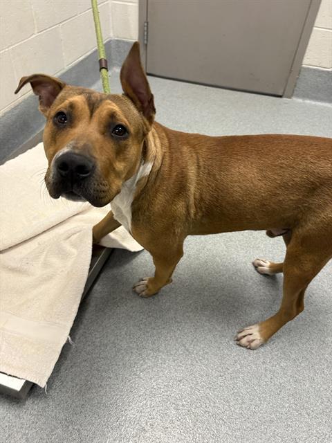 Shelter Stray Male Dog last seen Near, 5001 E Raymond St, Indianapolis, IN 46203, USA
