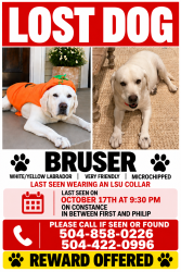 Lost Male Dog last seen First Street and Philip Street, New Orleans, LA 70130