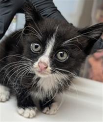 Shelter Stray Female Cat last seen , 600 Aviation Dr, Camarillo, CA 93010, USA