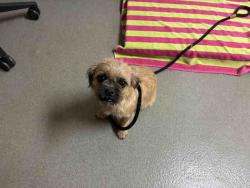 Shelter Stray Female Dog last seen CENTRE CITY PARKWAY, 2481 Palomar Airport Rd, Carlsbad, CA 92011, USA