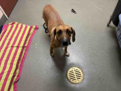 Shelter Stray Female Dog last seen CENTRE CITY PARKWAY, 2481 Palomar Airport Rd, Carlsbad, CA 92011, USA