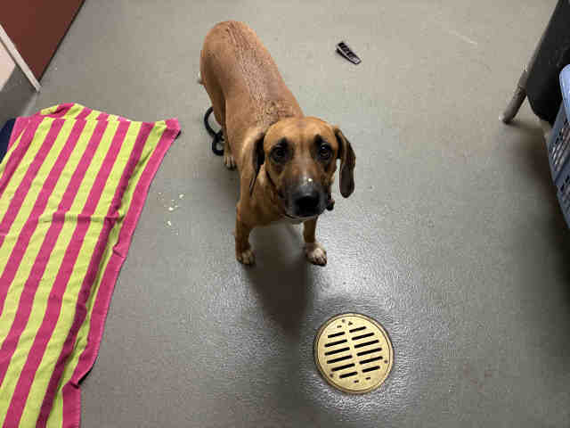 Shelter Stray Female Dog last seen CENTRE CITY PARKWAY, 2481 Palomar Airport Rd, Carlsbad, CA 92011, USA