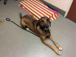 Shelter Stray Male Dog last seen CENTRE CITY PARKWAY, 2481 Palomar Airport Rd, Carlsbad, CA 92011, USA