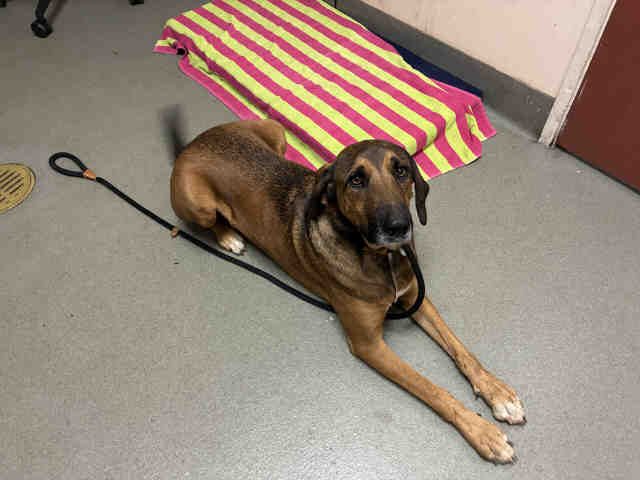 Shelter Stray Male Dog last seen CENTRE CITY PARKWAY, 2481 Palomar Airport Rd, Carlsbad, CA 92011, USA