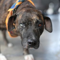 Shelter Stray Female Dog last seen Near BLOCK WYNDALE, 4710 TX-151, San Antonio, TX 78227, USA