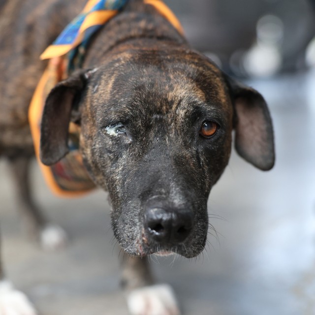 Shelter Stray Female Dog last seen Near BLOCK WYNDALE, 4710 TX-151, San Antonio, TX 78227, USA