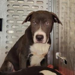 Shelter Stray Male Dog last seen LEE HALL, 4710 TX-151, San Antonio, TX 78227, USA