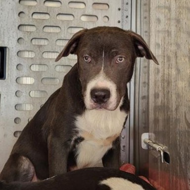 Shelter Stray Male Dog last seen LEE HALL, 4710 TX-151, San Antonio, TX 78227, USA