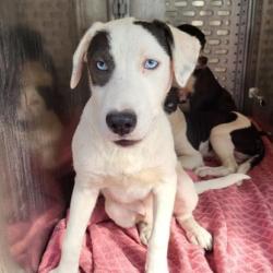 Shelter Stray Male Dog last seen LEE HALL, 4710 TX-151, San Antonio, TX 78227, USA