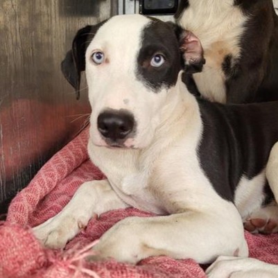 Shelter Stray Male Dog last seen LEE HALL, 4710 TX-151, San Antonio, TX 78227, USA