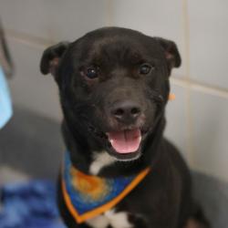 Shelter Stray Male Dog last seen Near BLOCK WEST AVE, 4710 TX-151, San Antonio, TX 78227, USA