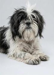 Shelter Stray Male Dog last seen Near BLOCK MONACO DR, 2020 Forest St, Jacksonville, FL 32204, USA