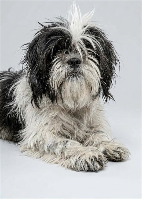 Shelter Stray Male Dog last seen Near BLOCK MONACO DR, 2020 Forest St, Jacksonville, FL 32204, USA
