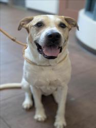 Shelter Stray Female Dog last seen , West Valley Animal Shelter, 20655 Plummer St, Chatsworth, CA 91311, USA