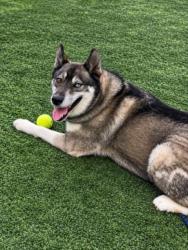 Shelter Stray Male Dog last seen , West Valley Animal Shelter, 20655 Plummer St, Chatsworth, CA 91311, USA