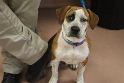 Shelter Stray Male Dog last seen Near BLOCK JIM HAMILTON, 127 Humane Ln, Columbia, SC 29201, USA
