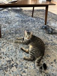 Lost Male Cat last seen N Hayden Pkwy, Roseville, CA 95747