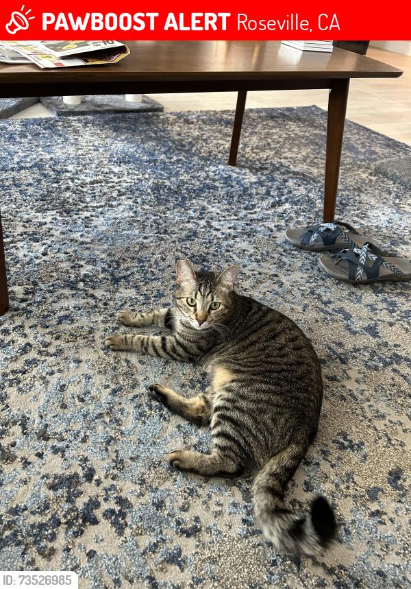 Lost Male Cat last seen N Hayden Pkwy, Roseville, CA 95747